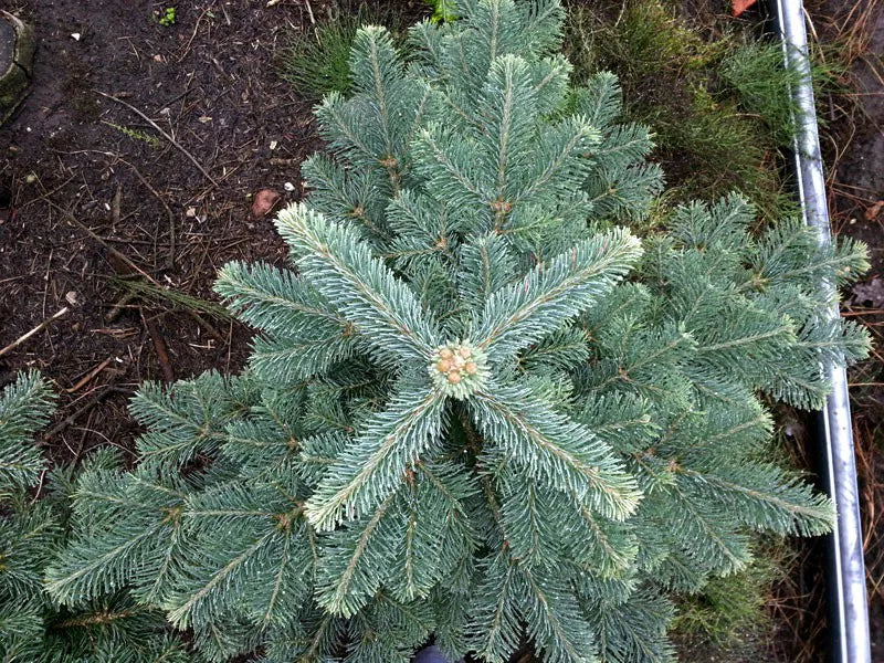 Abies lasiocarpa var. arizonica - Korkkilännenpihta