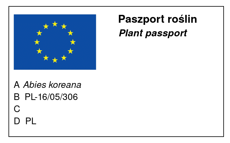 Abies Koreana - Korean gardenia 