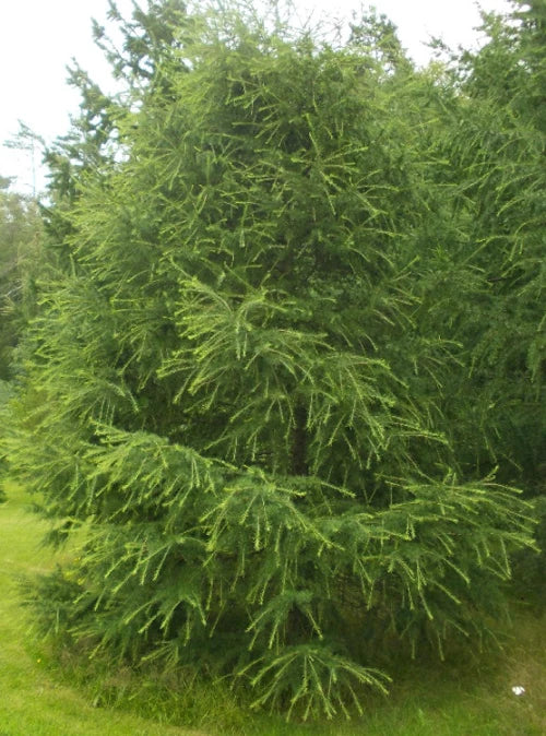 Larix decidua - Euroopanlehtikuusi