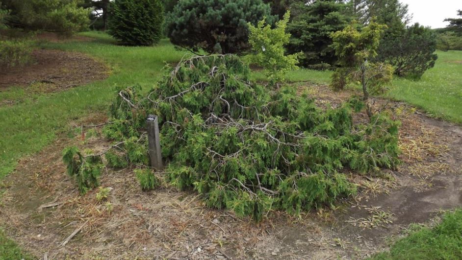 Thuja occidentalis 'Pendula' - Hängtuja
