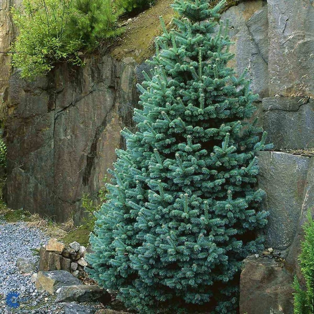 Abies lasiocarpa 'Compacta' - Dwarf western fir 