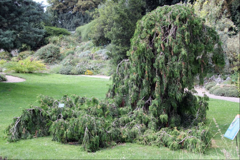 Thuja occidentalis 'Pendula' - Hängtuja