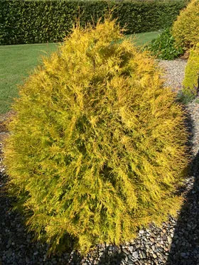 Thuja occidentalis ’Rheingold’ - Kultatuija
