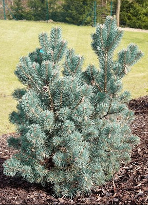 Pinus sylvestris 'Hibernia' - Kääpiösinimänty