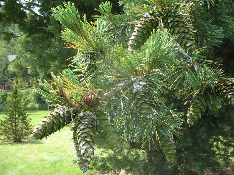 Pinus Flexilis "Glauca" - Rocky Mountain Sembra 