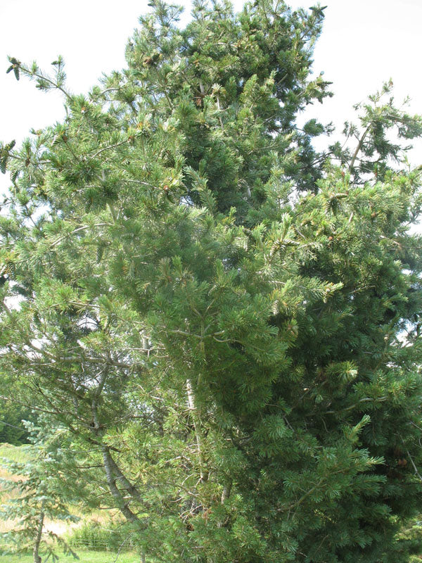 Pinus Flexilis "Glauca" - Kalliovuortensembra
