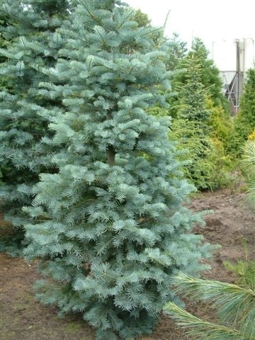 Abies Concolor "Violacea" - Gray Spruce 