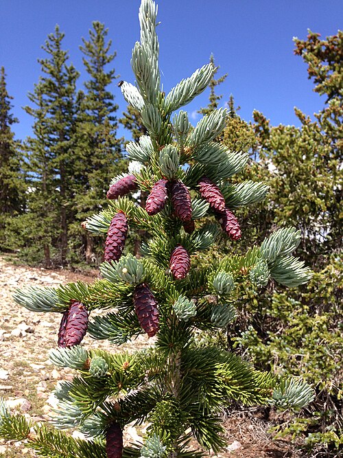 Picea engelmannii - Engelmannsgran