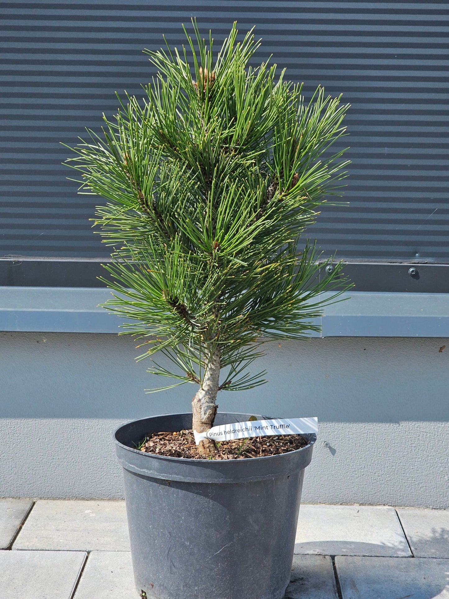 Pinus heldreichii (leucodermis) 'Mint Truffle' - Bosnianmänty
