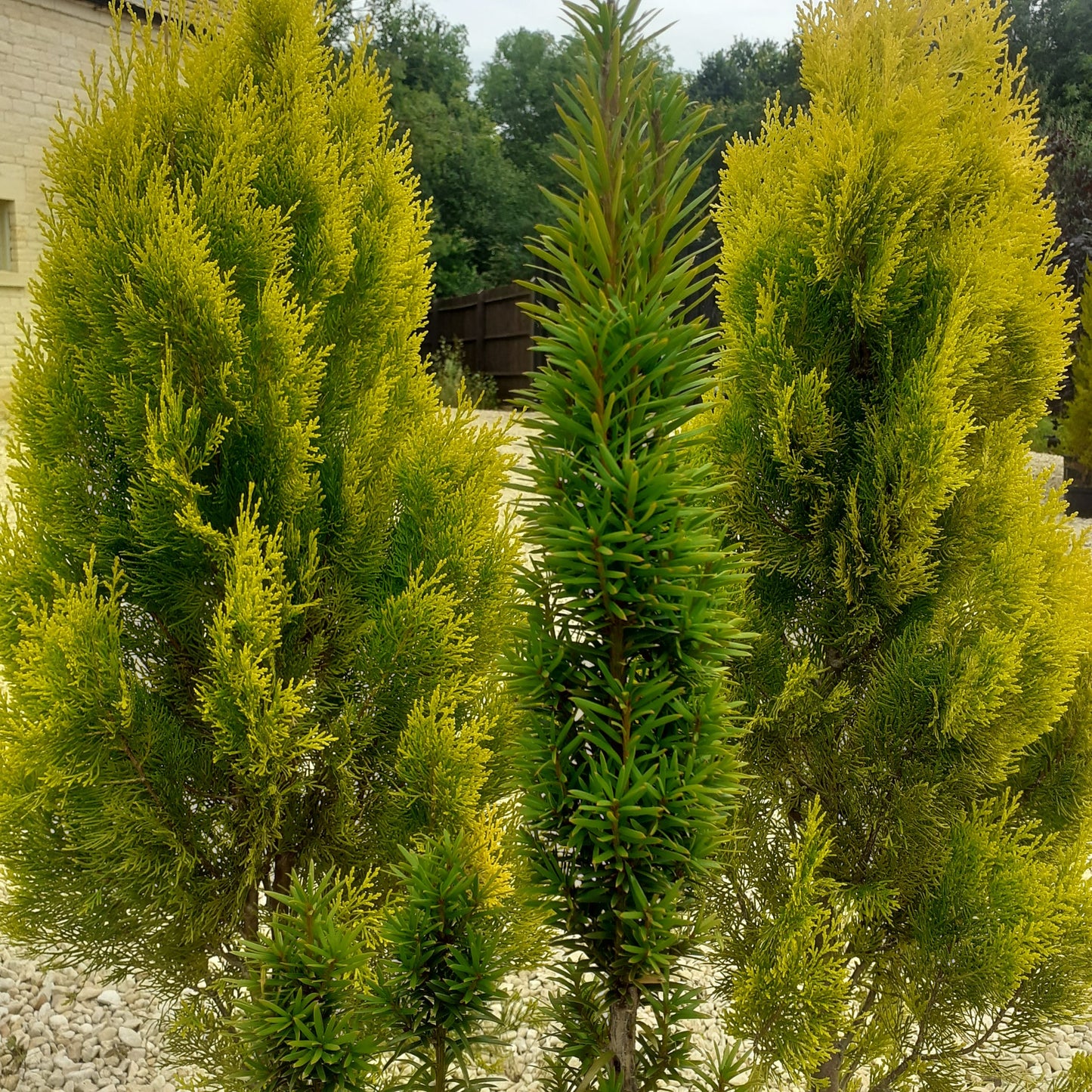 Thuja orientalis "Pyramidalis Aurea" - Pillar fir 