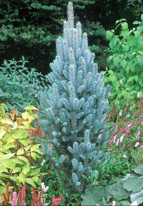 Picea pungens 'Iseli Fastigiate' - Pelargran, Pelarcembragran