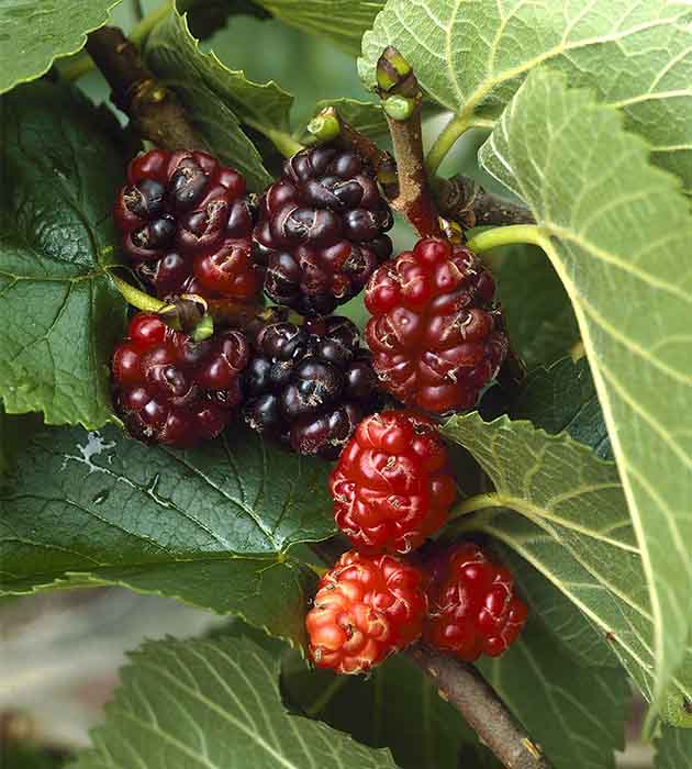 Morus nigra - Svart mullbär