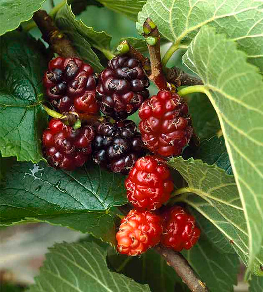 Morus nigra - Svart mullbär