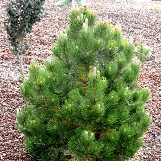 PINUS HELDREICHII (SYN. P.LEUCODERMIS) "SATELLIT" - Serbian pine 