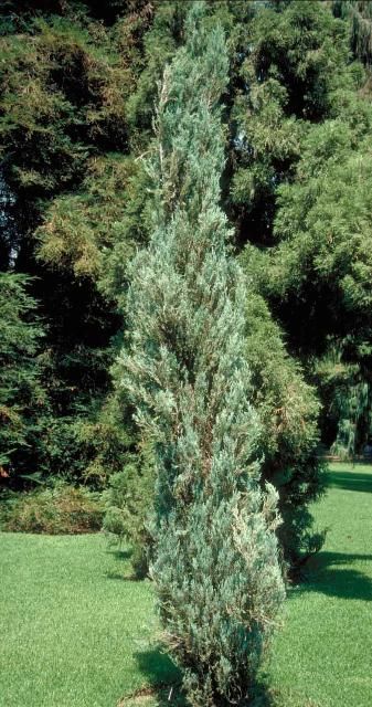 Juniperus Virginiana "Skyrocket" - Kynäkataja