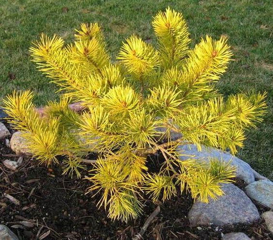 Pinus sylvestris "Aurea Nisbet" - Yellow pine 