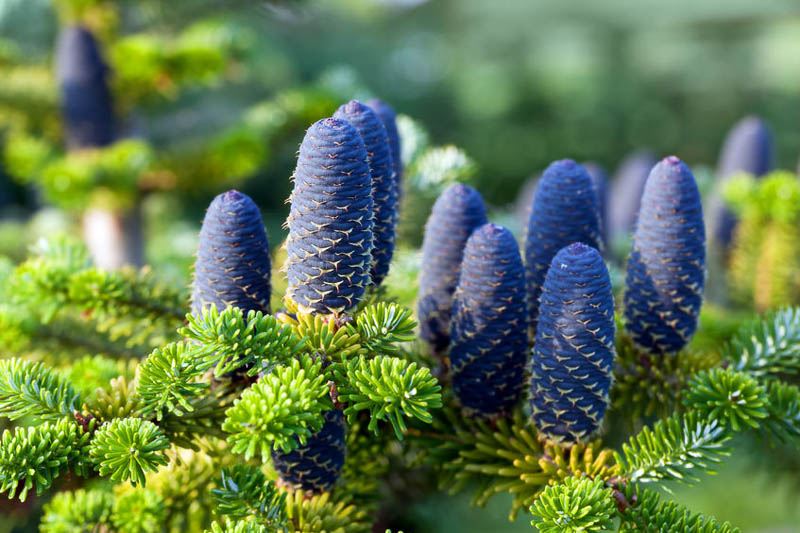 Abies nordmanniana - Kaukasianpihta