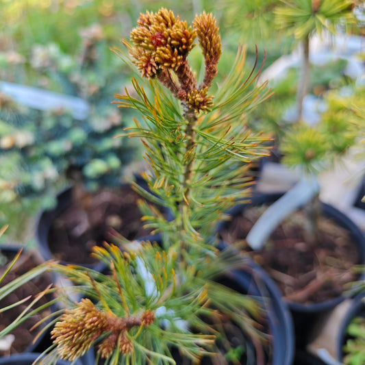Pinus parviflora 'Bonsai' - Neidonmänty