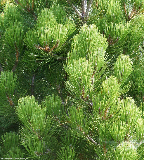 PINUS HELDREICHII (SYN. P.LEUCODERMIS) "Malinki" - Bosnian pine