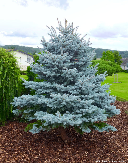 Picea Pungens "Blue Mountain" - Blue spruce 