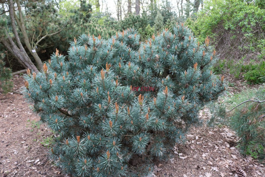 Pinus sylvestris 'Hibernia' - Kääpiösinimänty