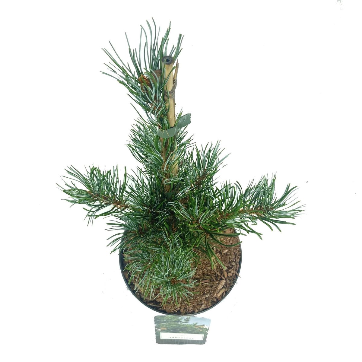 Pinus parviflora "Tempelhof" - Neidonmänty