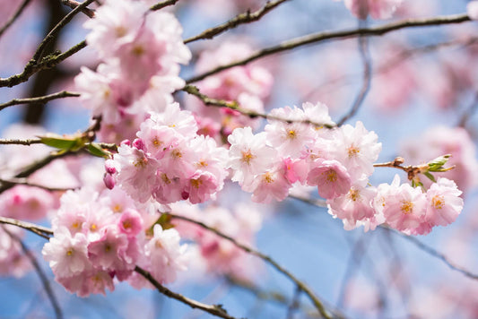 Prunus serrulata 'Royal Burgundy' - Japaninkirsikka