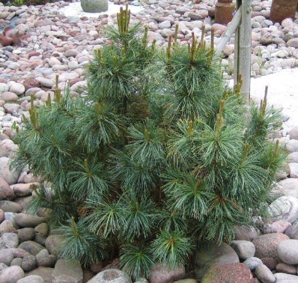 Pinus pumila "Glauca" - Pensassembra