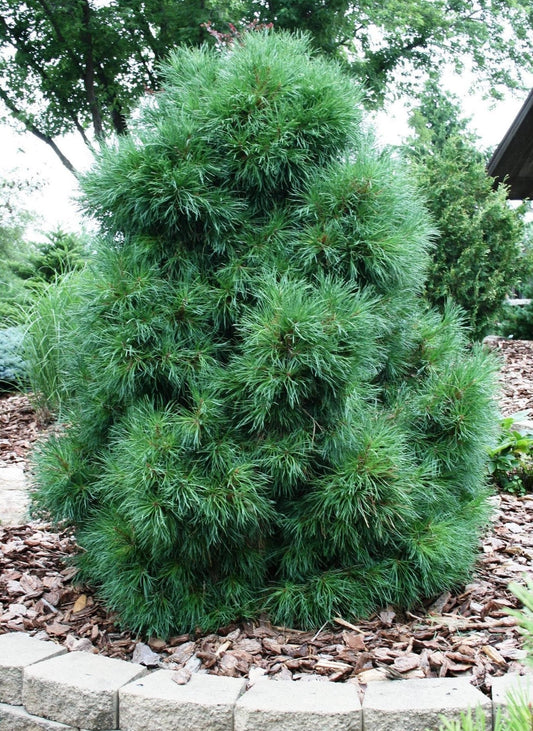 Pinus sylvestris 'Globosa Viridis' - Mänty