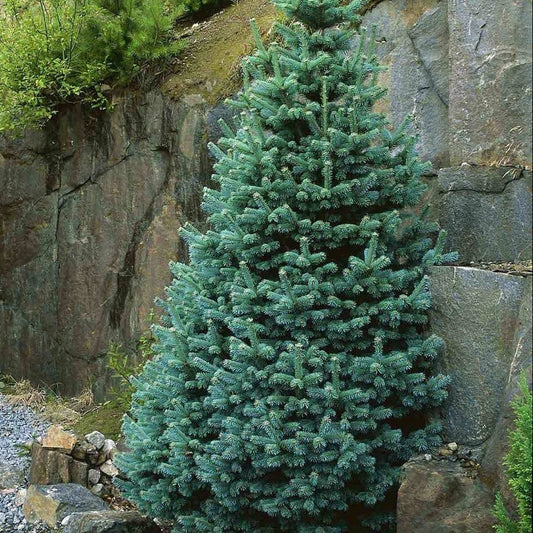 Abies lasiocarpa 'Compacta' – Kompakt berggran