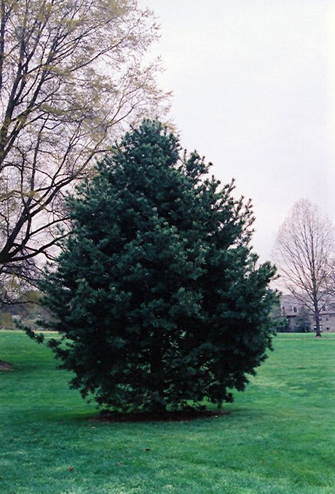 Pinus Flexilis "Glauca" - Kalliovuortensembra