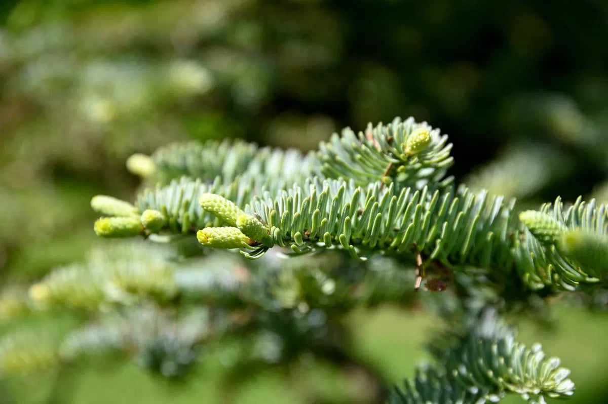 Abies procera - Aitopihta (Kuningaspihta)