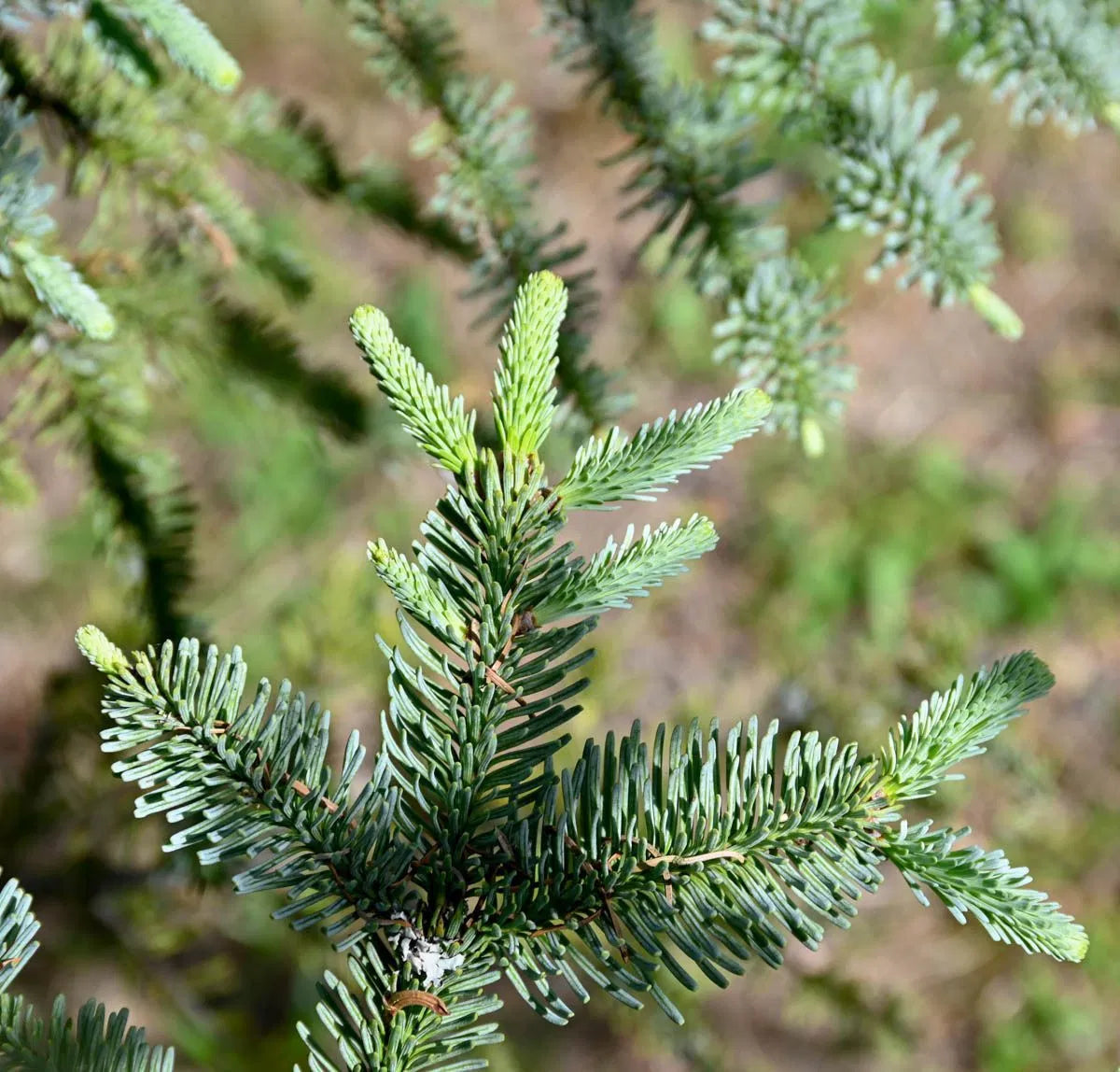 Abies procera - Aitopihta (Kuningaspihta)