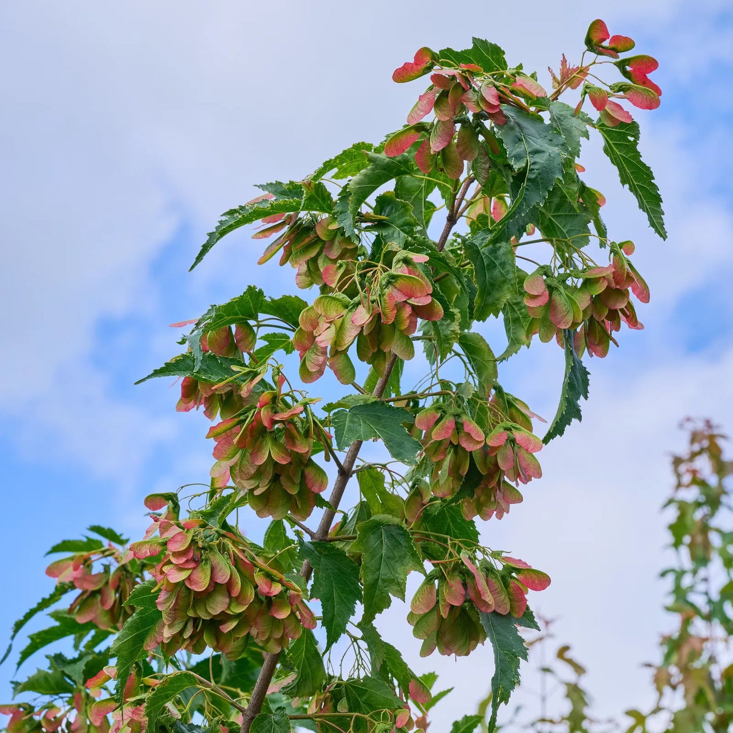 Acer tataricum Ginnala Fire - Tataarivaahtera