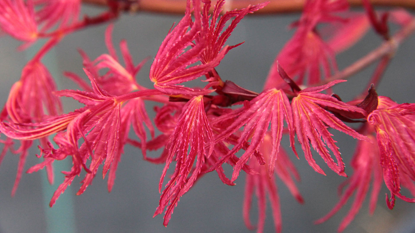 Japansk lönn Acer Palmatum "Phoenix"