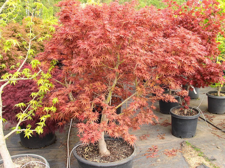 Acer Palmatum 'Atropurpureum' - Japaninverivaahtera