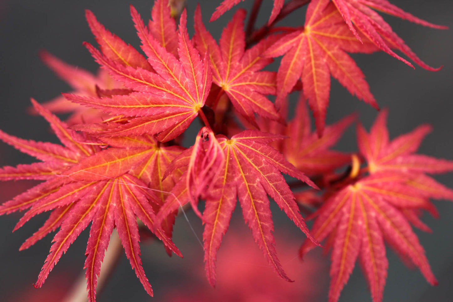 Acer Palmatum 'Atropurpureum' - Japaninverivaahtera