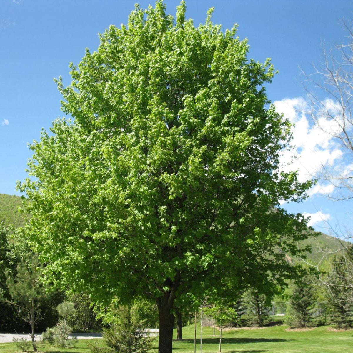 Acer campestre - Naverlönn