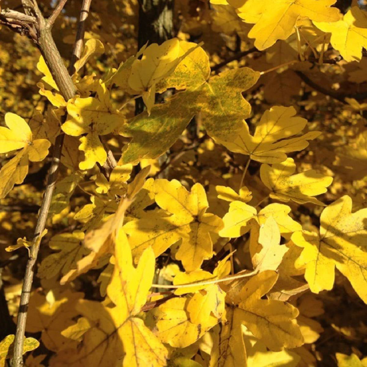 Acer campestre - Naverlönn