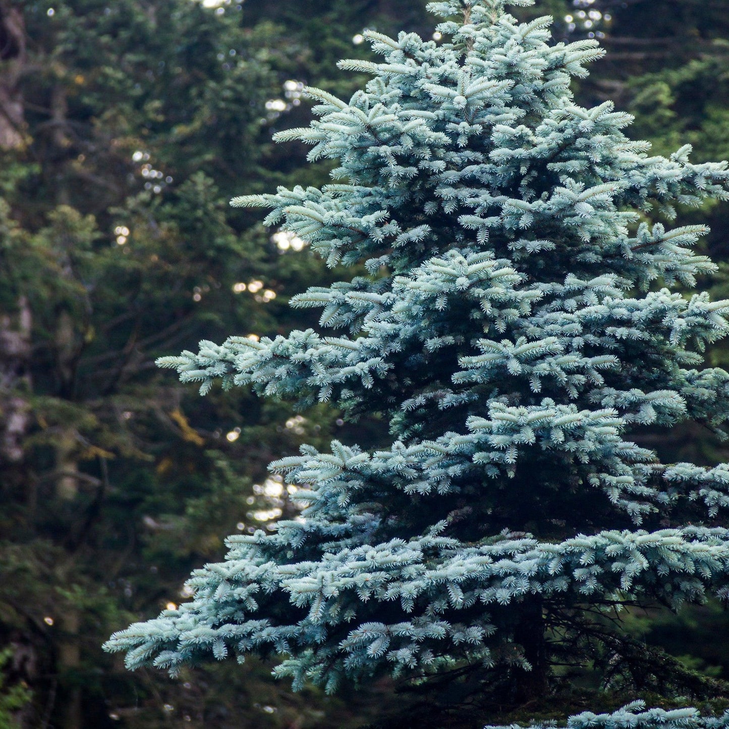 Picea pungens 'Foxtail' - Blue Spruce 