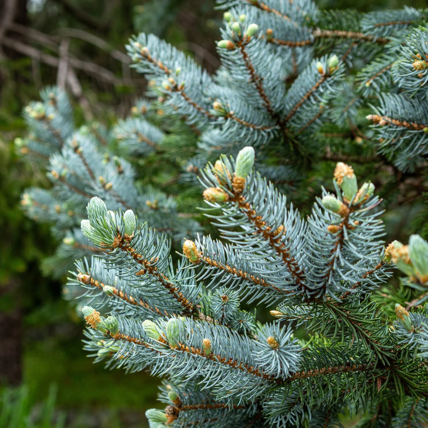 Picea pungens 'Foxtail' - Sinikuusi