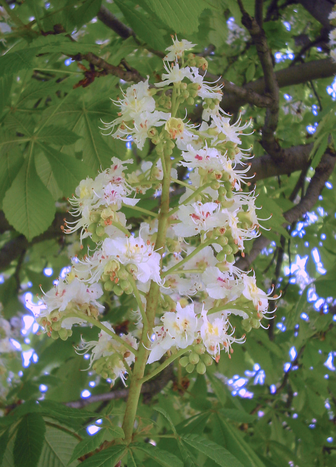 Aesculus hippocastanum - Horse chestnut 