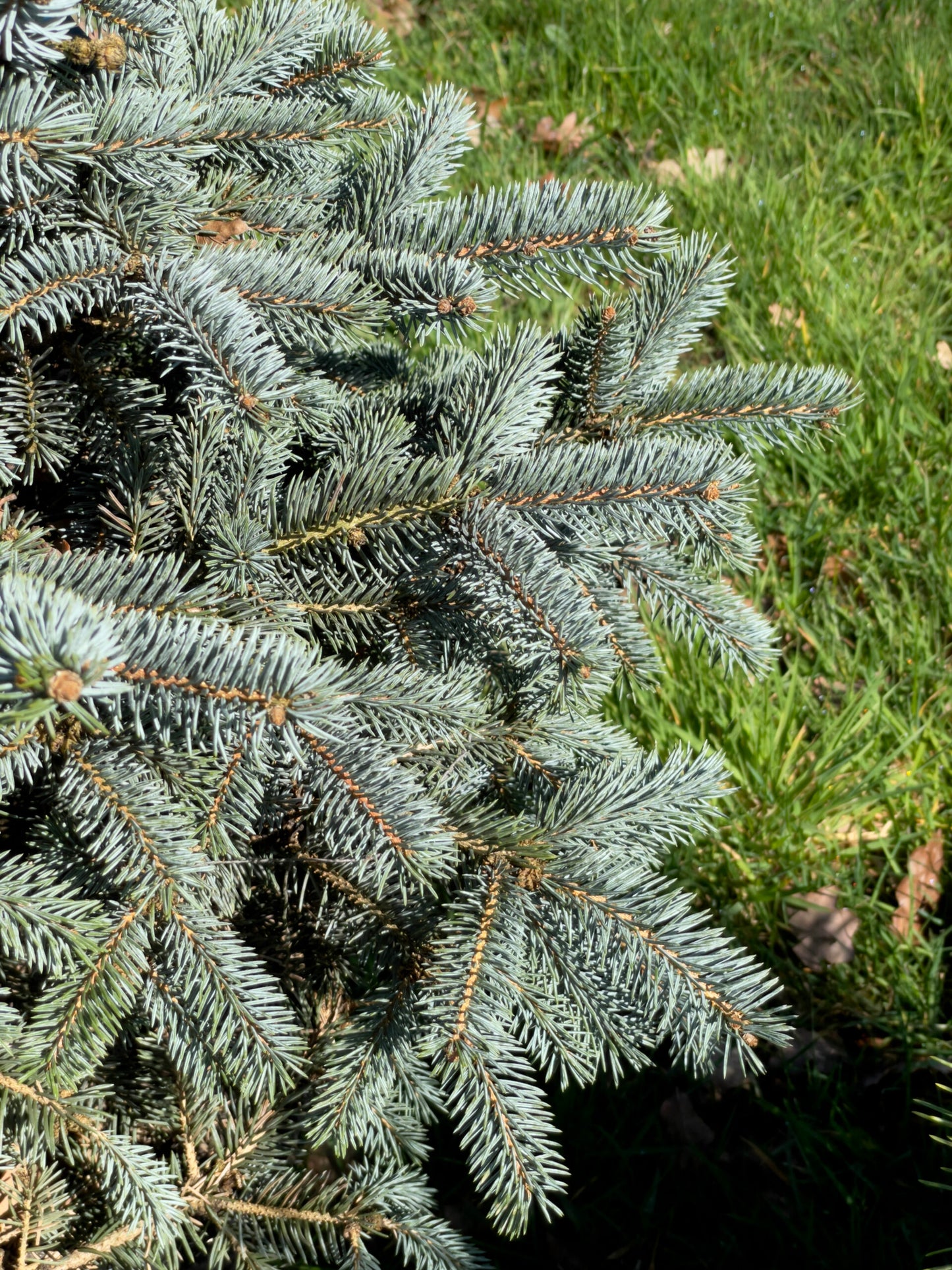 Picea pungens 'Erich Frahm' - Blue spruce 