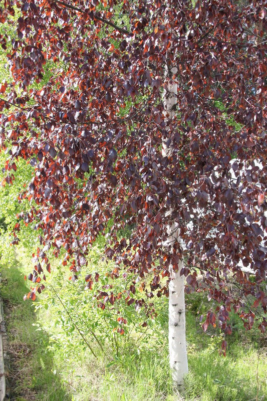 Betula pubescens 'f. rubra' - Punakoivu, hieskoivun punalehtinen muoto (Suomalainen taimi)