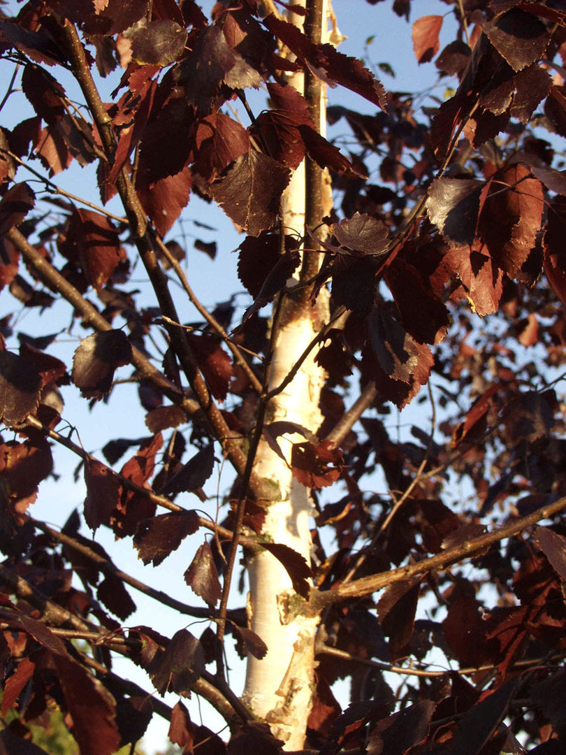 Betula pubescens 'f. rubra' - Punakoivu, hieskoivun punalehtinen muoto (Suomalainen taimi)
