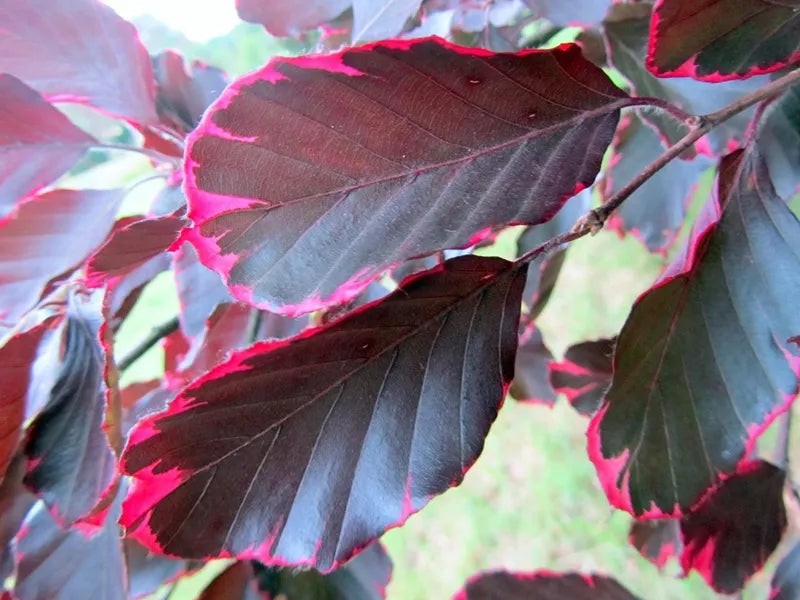 Fagus sylvatica 'Roseomarginata' (Purpurea Tricolor) - Kirjopunapyökki