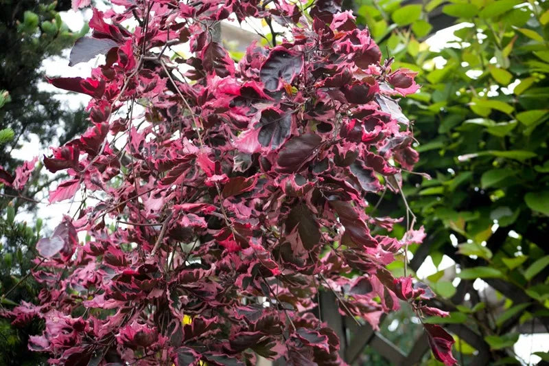 Fagus sylvatica 'Roseomarginata' (Purpurea Tricolor) - Kirjopunapyökki