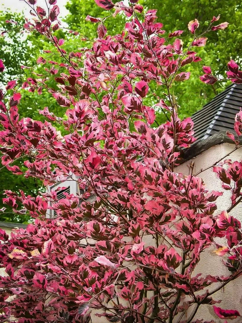 Fagus sylvatica 'Roseomarginata' (Purpurea Tricolor) - Kirjopunapyökki