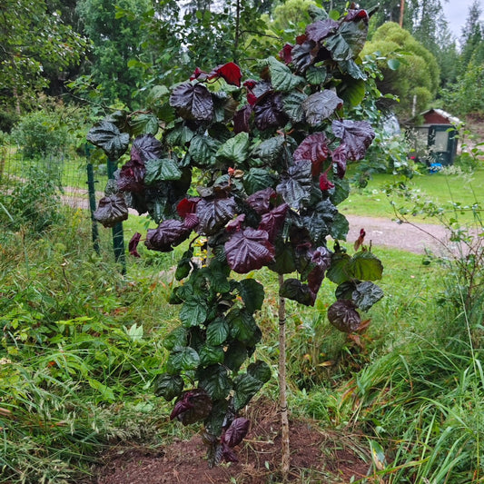 Corylus avellana 'RED MAJESTIC' - 120- Rungolla Punapeikonpähkinä