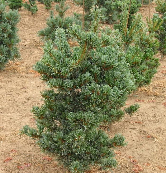 Pinus parviflora "Tempelhof" - Maiden pine 